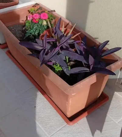 Romantica Apartamento